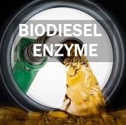 سعر جيد نشاط إنتاج وقود الديزل الحيوي إنزيم الليباز مسارات التمثيل الغذائي للدهون الانترنت