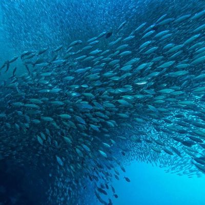 سعر جيد زيادة إنتاج النفط البحري: تأثير الليباس في تقنيات المعالجة الحيوية الحديثة الانترنت