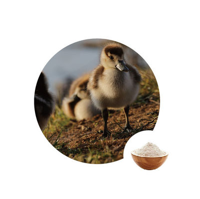 سعر جيد 10000u G أوكسيديز الجلوكوز في صناعة الأغذية EC رقم 1.1.3.4 إنزيمات الدواجن الانترنت